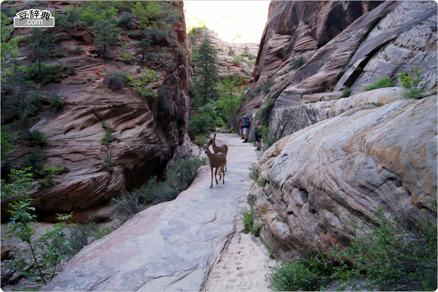 UCIEbWEoXEXgbv - Zion Lodge Bus Stop