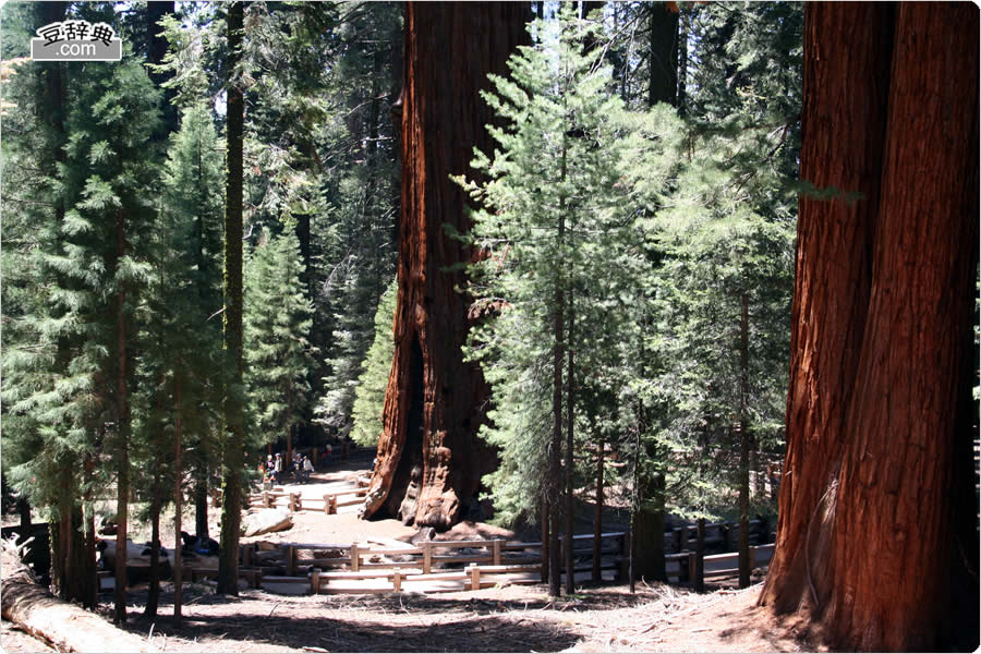 V[}R̖ - General Sherman Tree