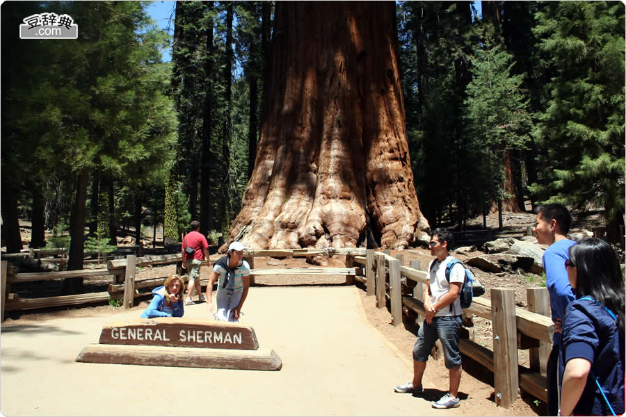 V[}R̖ - General Sherman Tree