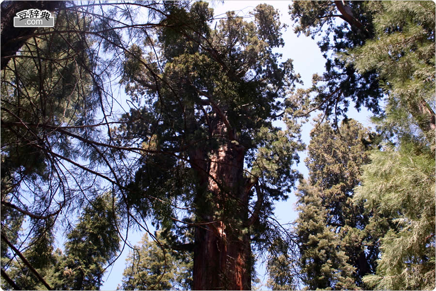 V[}R̖ - General Sherman Tree