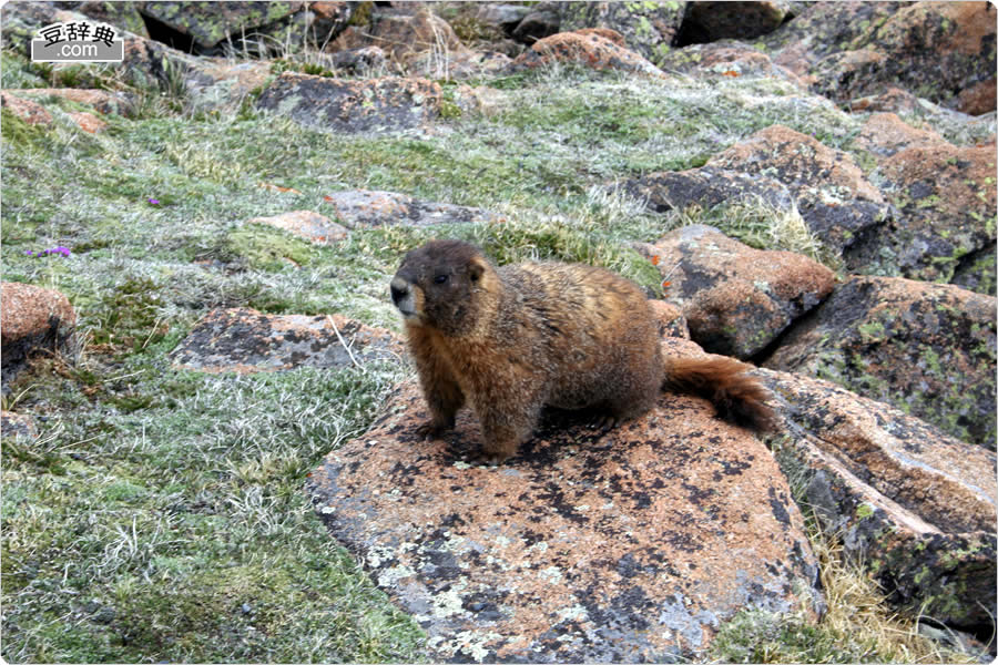 }[bg - Marmot