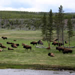Bisons